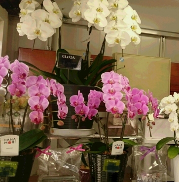 「五十花店」　（愛知県清須市）の花屋店舗写真2